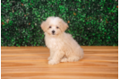 Best Maltipoo Baby