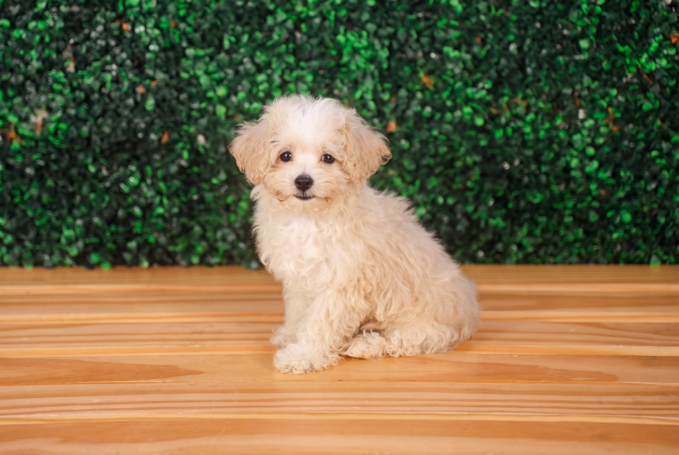 Best Maltipoo Baby
