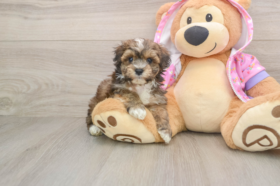 Maltipoo Pup Being Cute