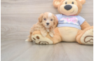 Small Maltipoo Baby