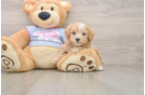 Funny Maltipoo Poodle Mix Pup