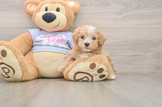 Funny Maltipoo Poodle Mix Pup