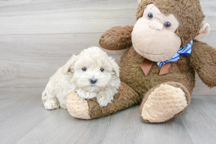Meet Alfie - our Maltipoo Puppy Photo 1/3 - Puppy Love PR Maltipoo Puppy for Adoption