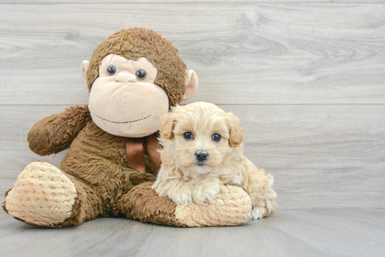 Meet Alfredo - our Maltipoo Puppy Photo 1/3 - Puppy Love PR Maltipoo Puppy for Adoption