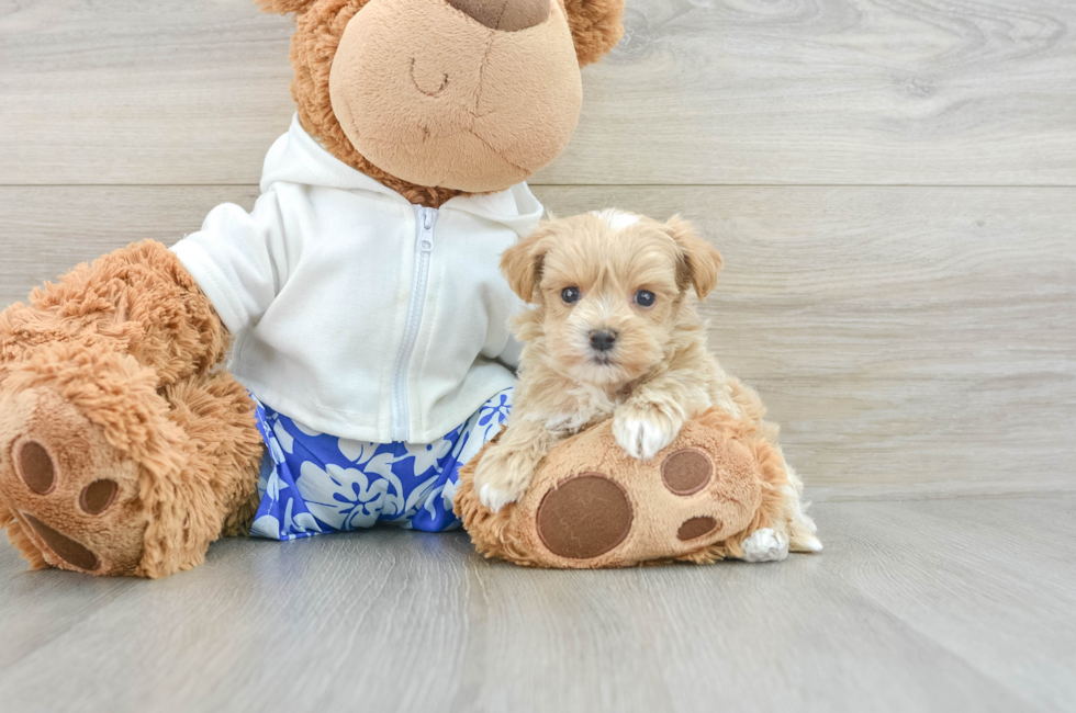 6 week old Maltipoo Puppy For Sale - Puppy Love PR