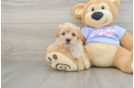 Funny Maltipoo Poodle Mix Pup