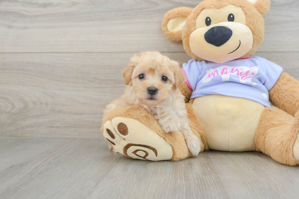 Funny Maltipoo Poodle Mix Pup