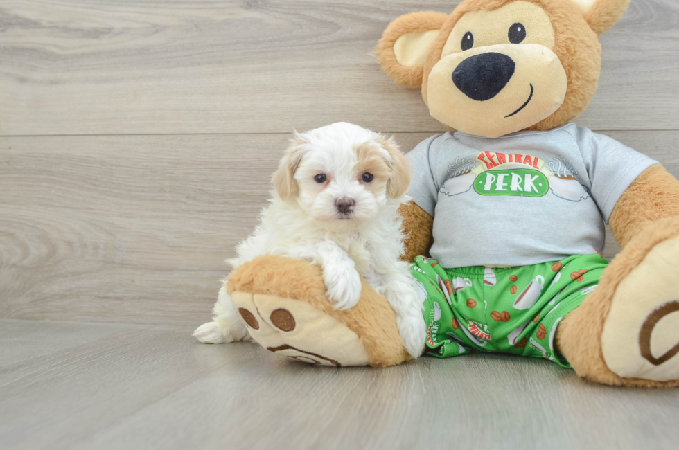 6 week old Maltipoo Puppy For Sale - Puppy Love PR