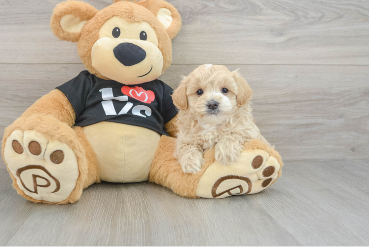 Best Maltipoo Baby