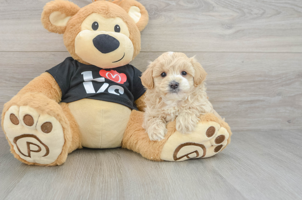 5 week old Maltipoo Puppy For Sale - Puppy Love PR