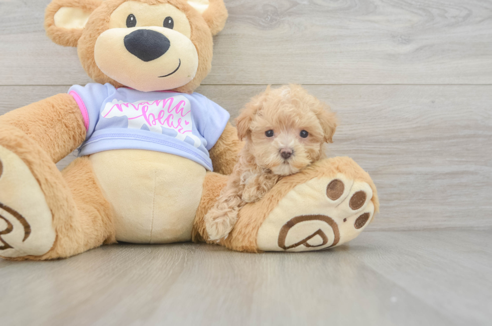 5 week old Maltipoo Puppy For Sale - Puppy Love PR
