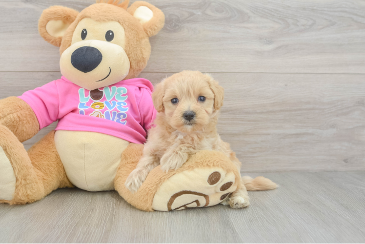 Petite Maltipoo Poodle Mix Pup