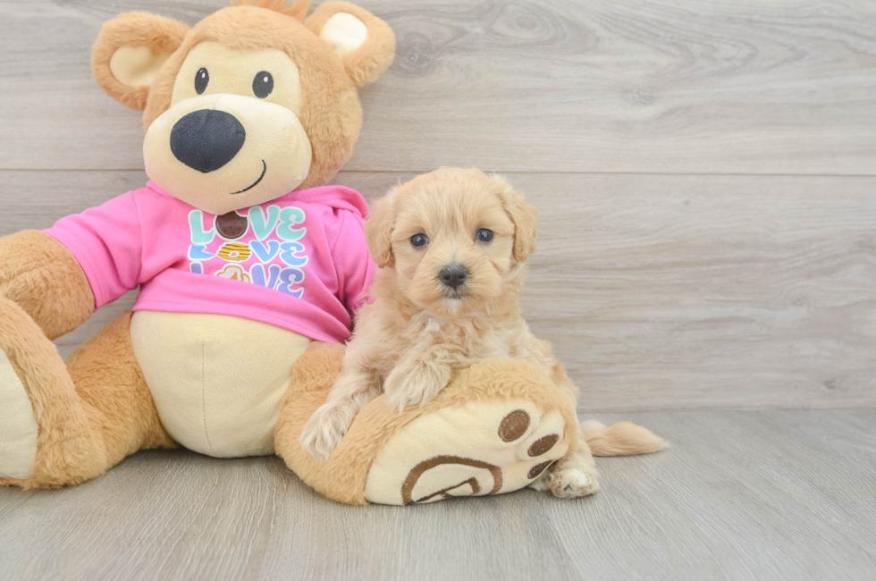 5 week old Maltipoo Puppy For Sale - Puppy Love PR