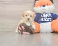 8 week old Maltipoo Puppy For Sale - Puppy Love PR
