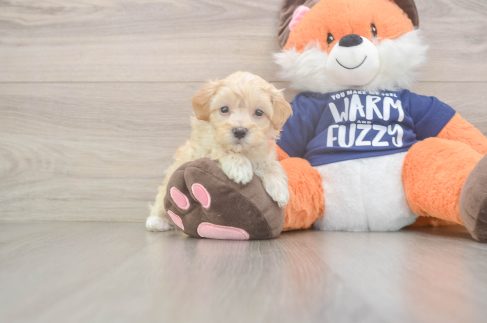 8 week old Maltipoo Puppy For Sale - Puppy Love PR