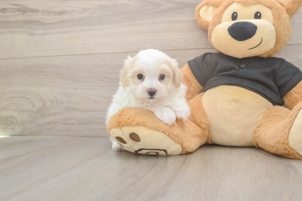 Maltipoo Puppy for Adoption