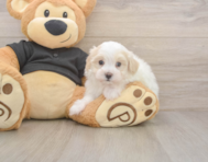 9 week old Maltipoo Puppy For Sale - Puppy Love PR