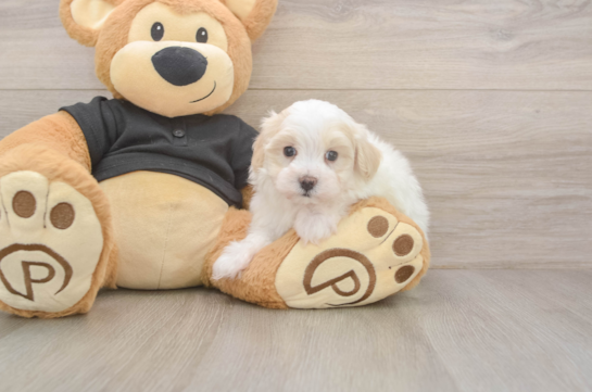 5 week old Maltipoo Puppy For Sale - Puppy Love PR Energetic Malt Oodle Poodle Mix Puppy