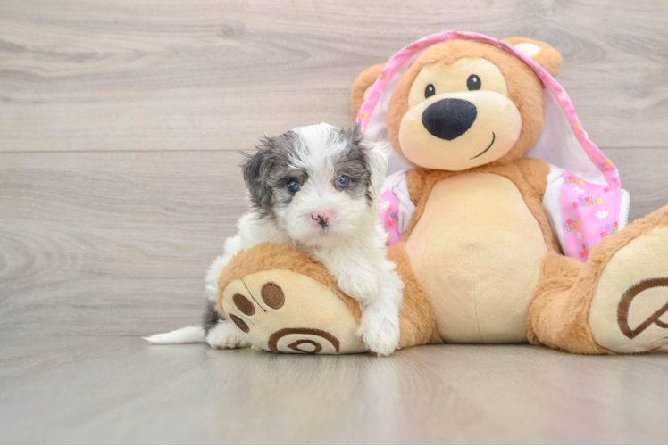 Sweet Maltipoo Baby
