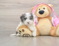 9 week old Maltipoo Puppy For Sale - Puppy Love PR