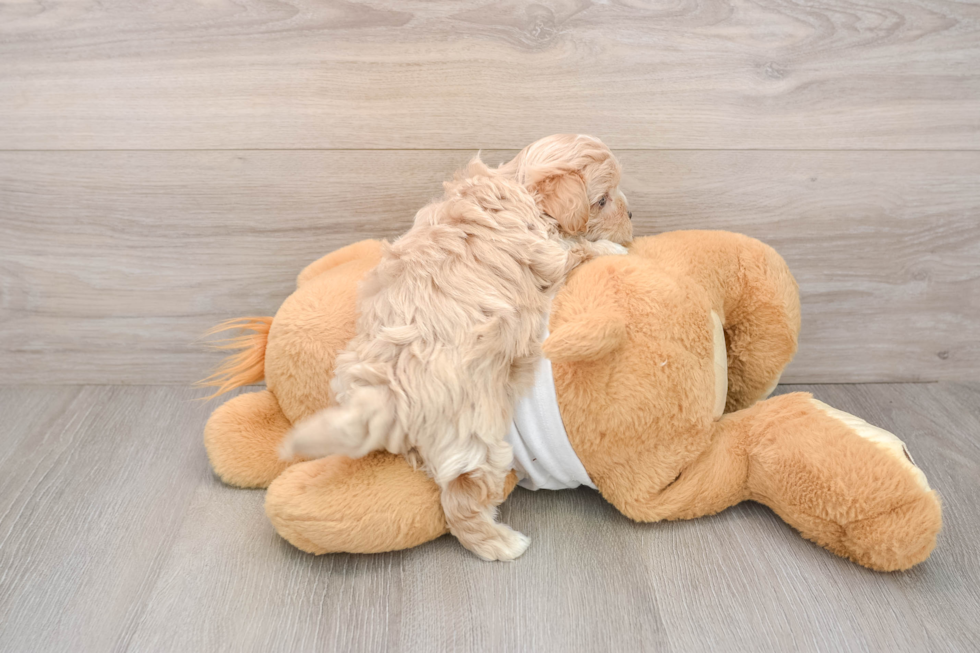 Maltipoo Pup Being Cute