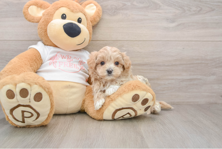 Maltipoo Pup Being Cute