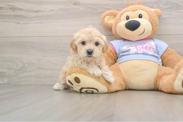 Maltipoo Puppy for Adoption