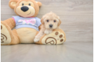 Best Maltipoo Baby