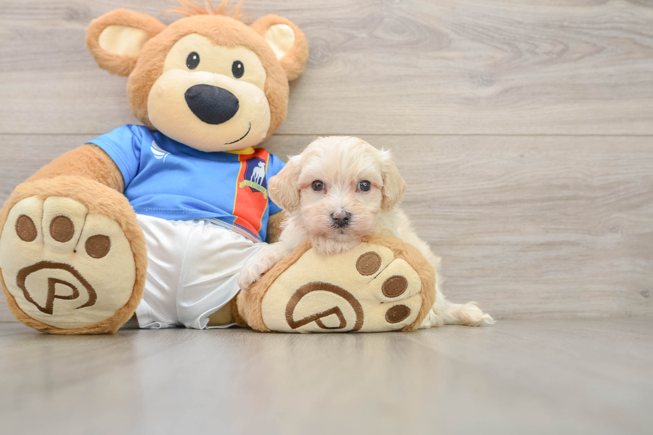 Best Maltipoo Baby