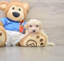 7 week old Maltipoo Puppy For Sale - Puppy Love PR