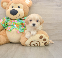 8 week old Maltipoo Puppy For Sale - Puppy Love PR