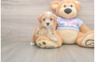 Maltipoo Pup Being Cute