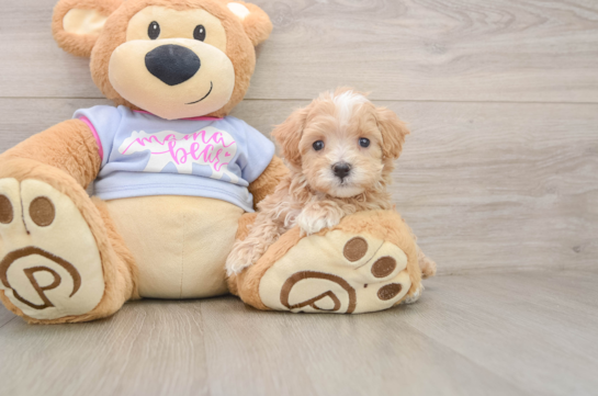 Sweet Maltipoo Baby