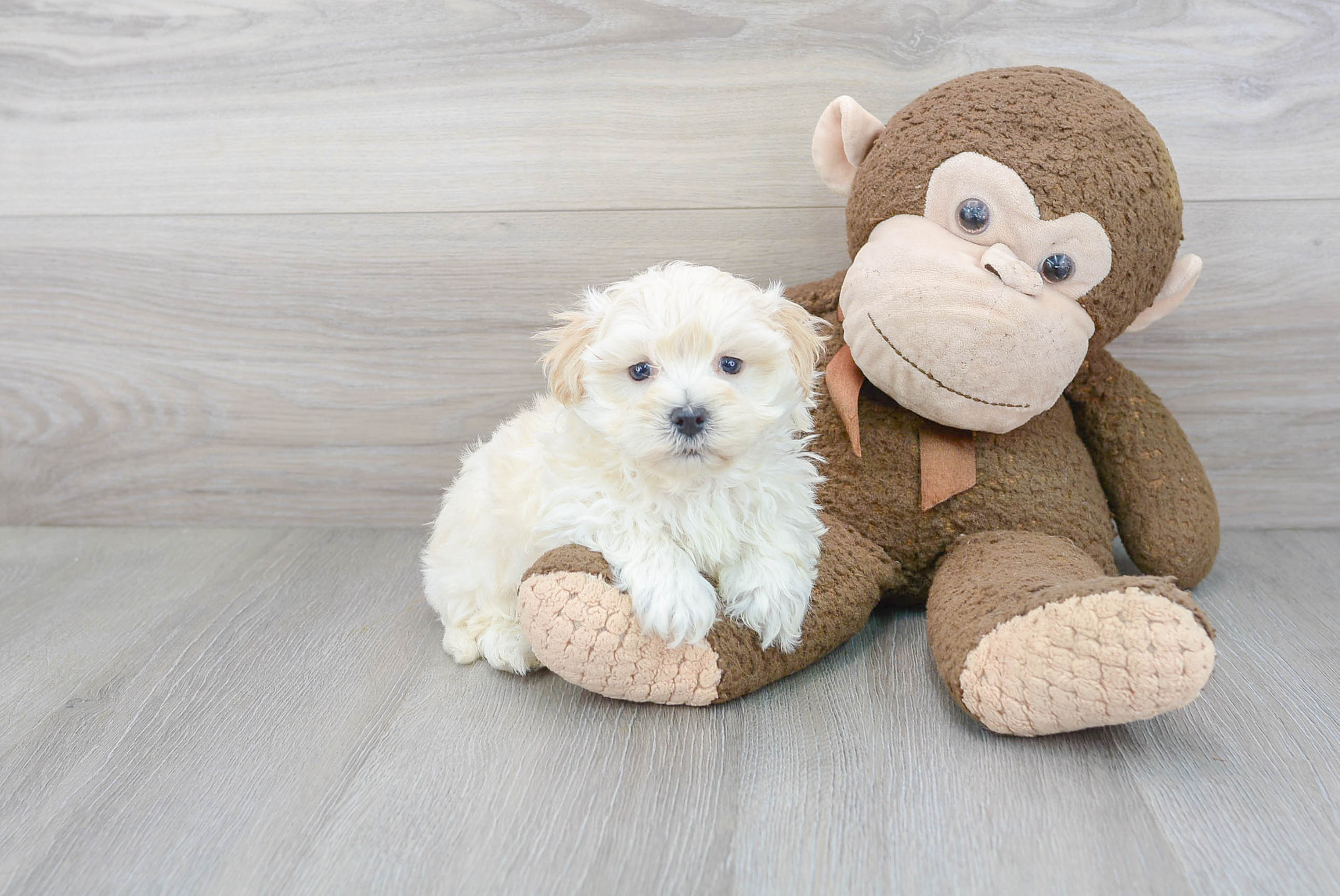 Maltipoo Puppy for Adoption