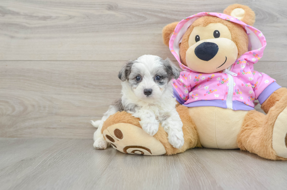 6 week old Maltipoo Puppy For Sale - Puppy Love PR