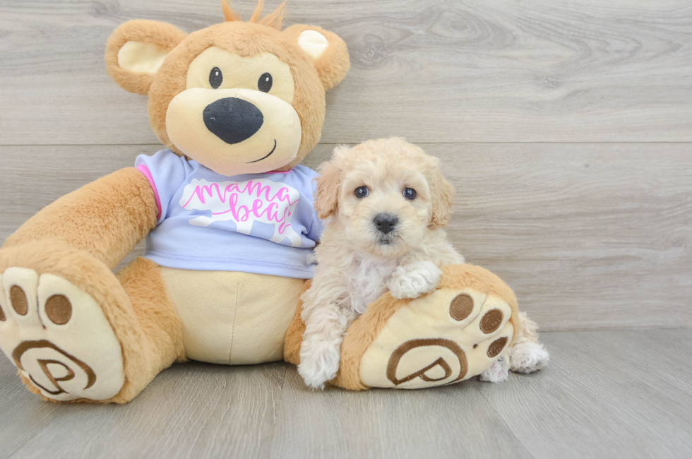 7 week old Maltipoo Puppy For Sale - Puppy Love PR