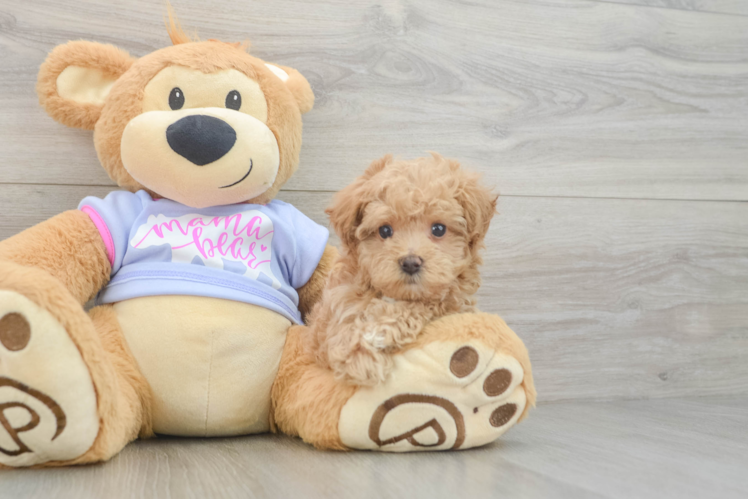 Smart Maltipoo Poodle Mix Pup