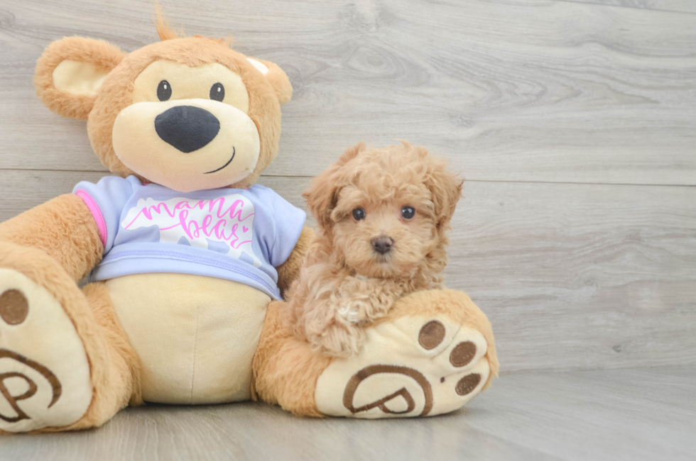 5 week old Maltipoo Puppy For Sale - Puppy Love PR