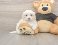 8 week old Maltipoo Puppy For Sale - Puppy Love PR
