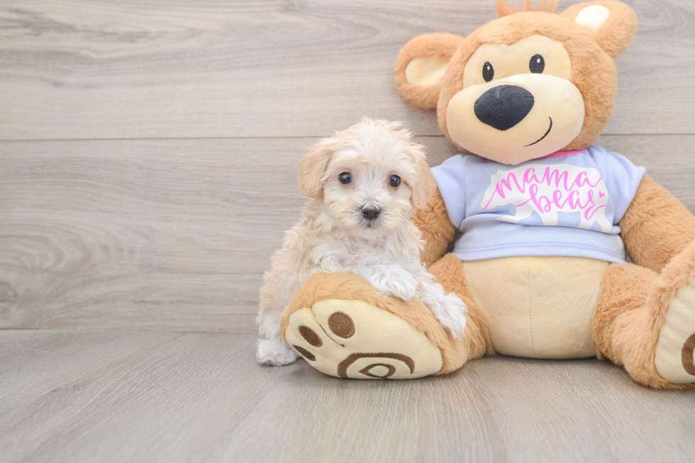 Maltipoo Pup Being Cute