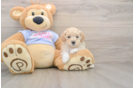 Smart Maltipoo Poodle Mix Pup