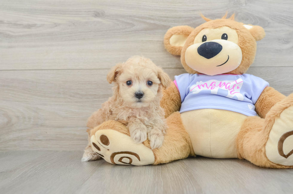 8 week old Maltipoo Puppy For Sale - Puppy Love PR