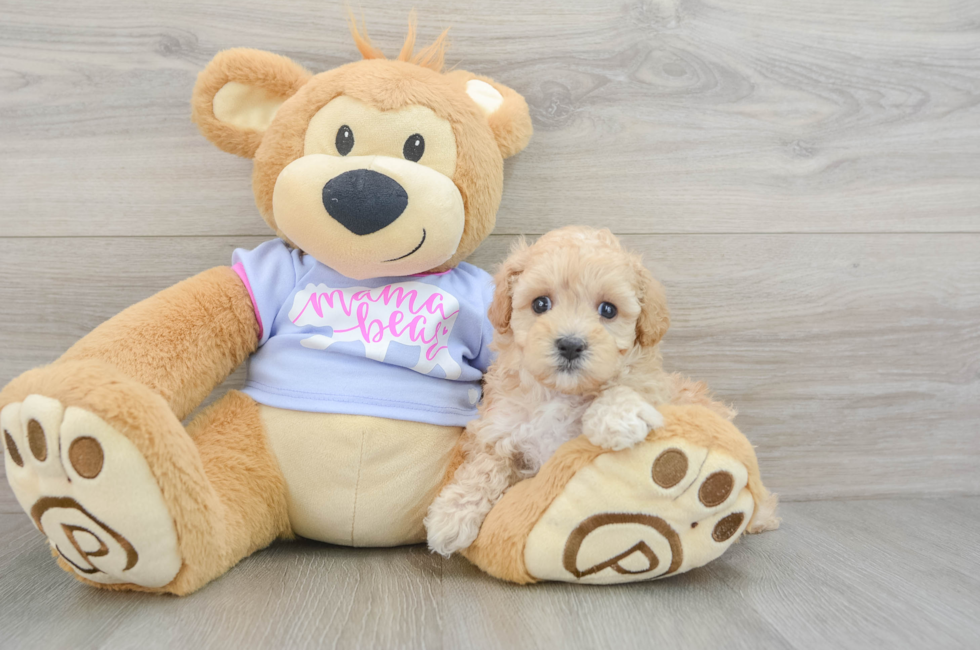 7 week old Maltipoo Puppy For Sale - Puppy Love PR