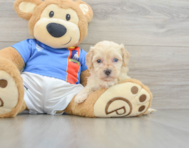 9 week old Maltipoo Puppy For Sale - Puppy Love PR