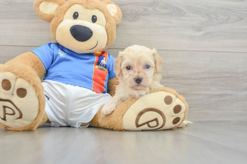 5 week old Maltipoo Puppy For Sale - Puppy Love PR