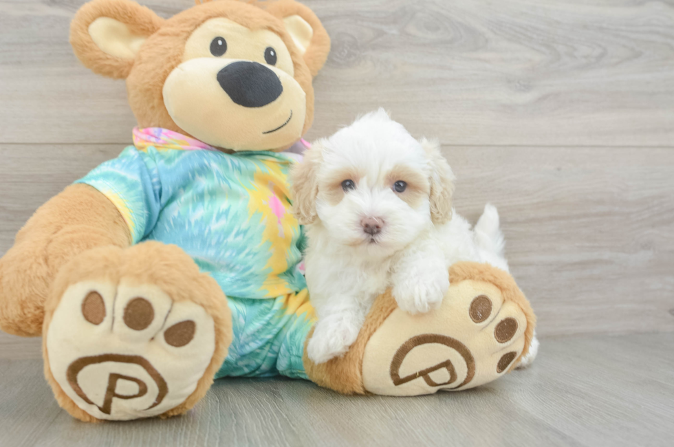 5 week old Maltipoo Puppy For Sale - Puppy Love PR