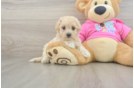Popular Maltipoo Poodle Mix Pup