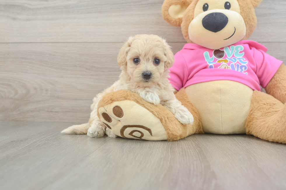 5 week old Maltipoo Puppy For Sale - Puppy Love PR