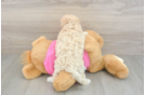 Maltipoo Puppy for Adoption