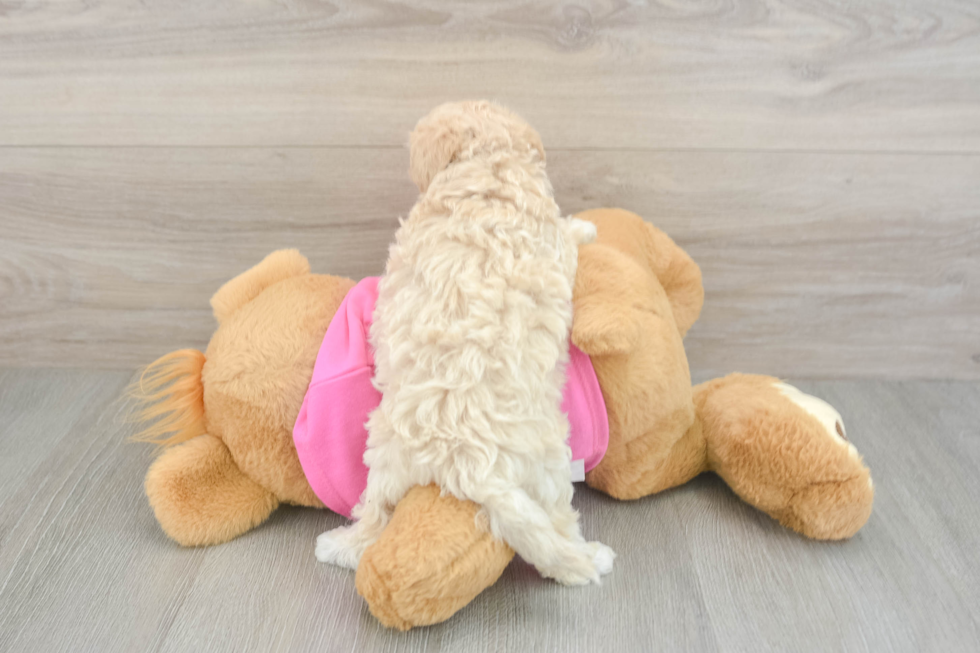 Maltipoo Puppy for Adoption